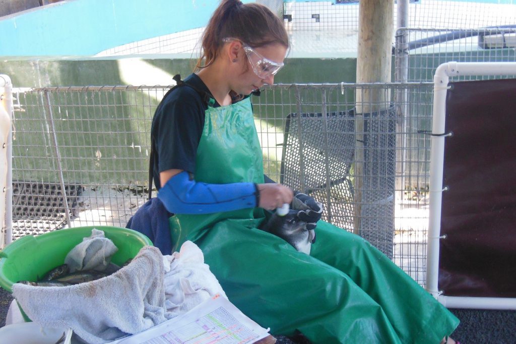 Freiwilligenarbeit mit Pinguinen Kapstadt