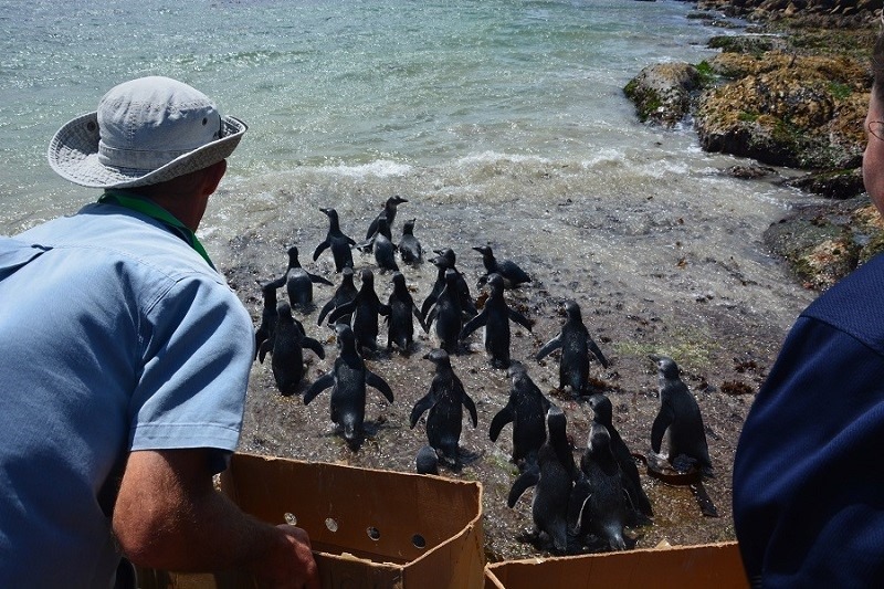Freiwilligenarbeit mit Pinguinen Südafrika