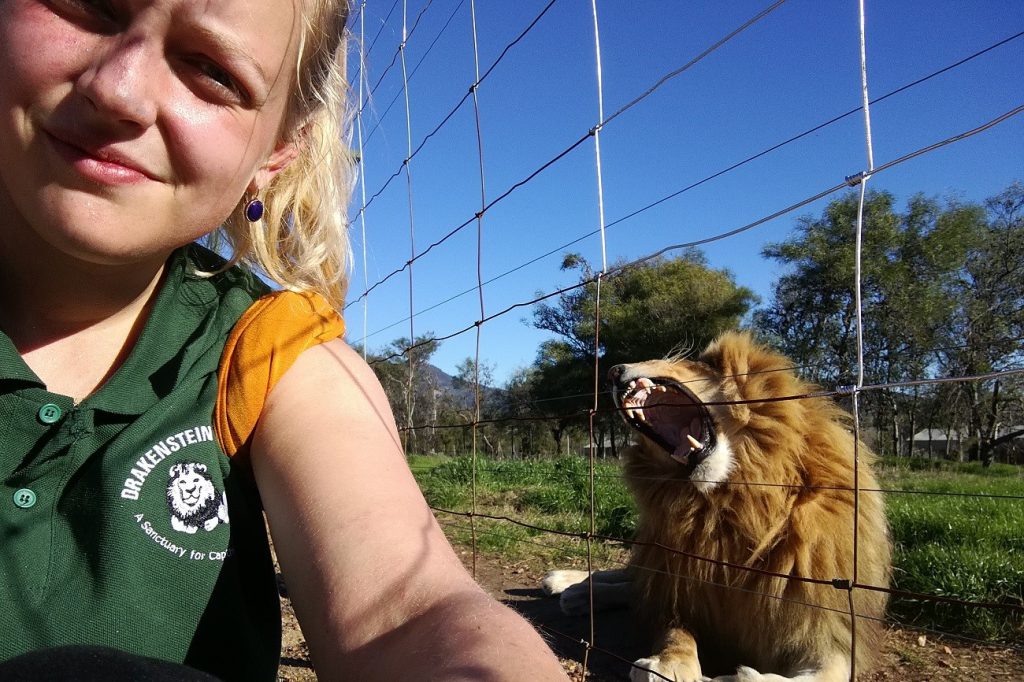 Freiwilligenarbeit Löwenschutz Südafrika