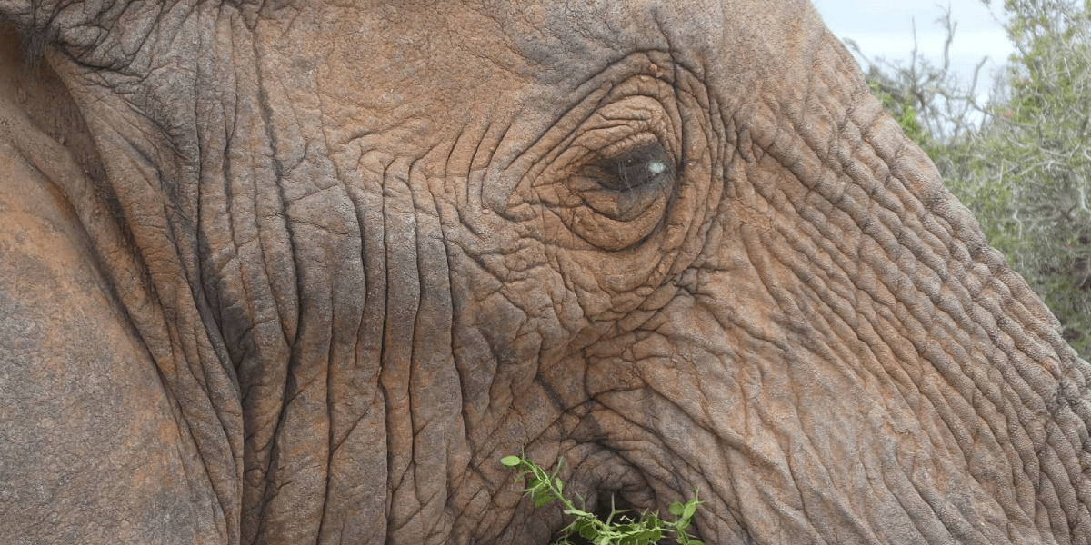Elefantenschutz Südafrika