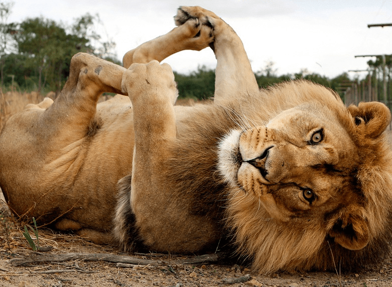 lion conservation