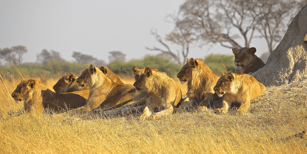 loewenschutz suedafrika