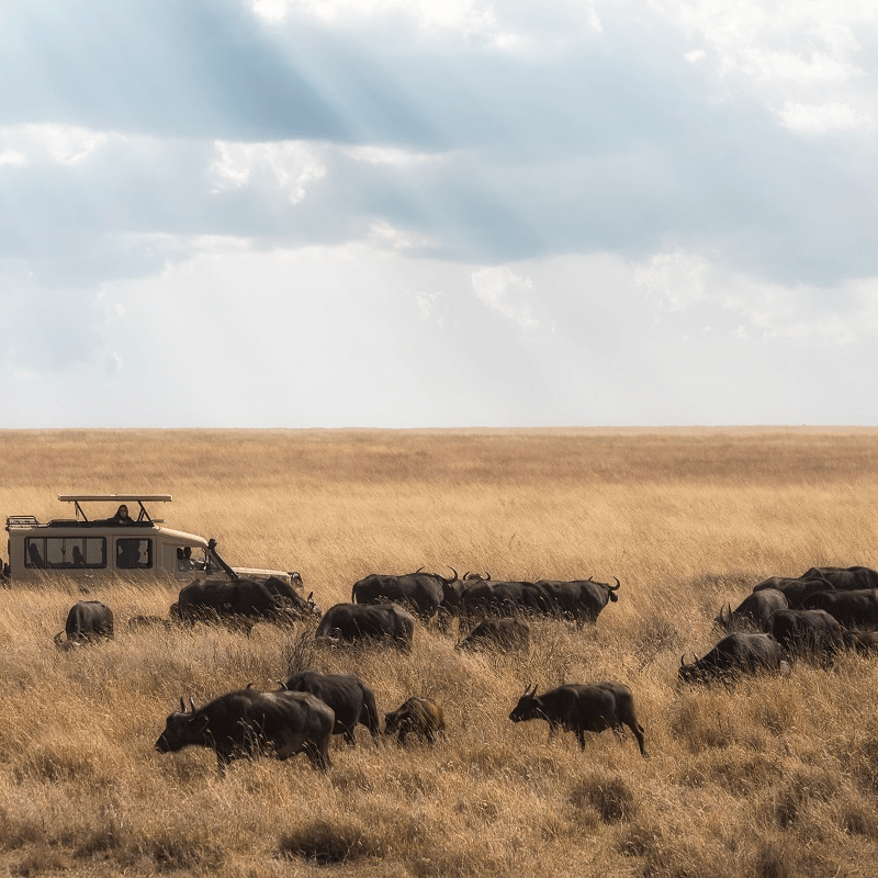 loewenschutz suedafrika