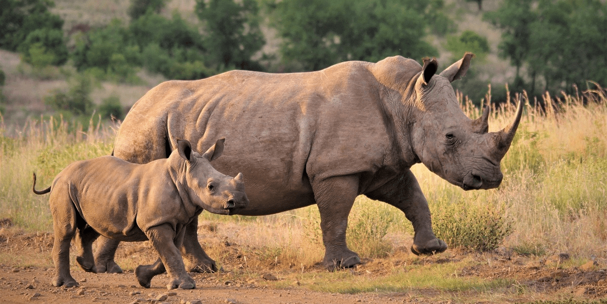 Tiere-schützen Südafrika
