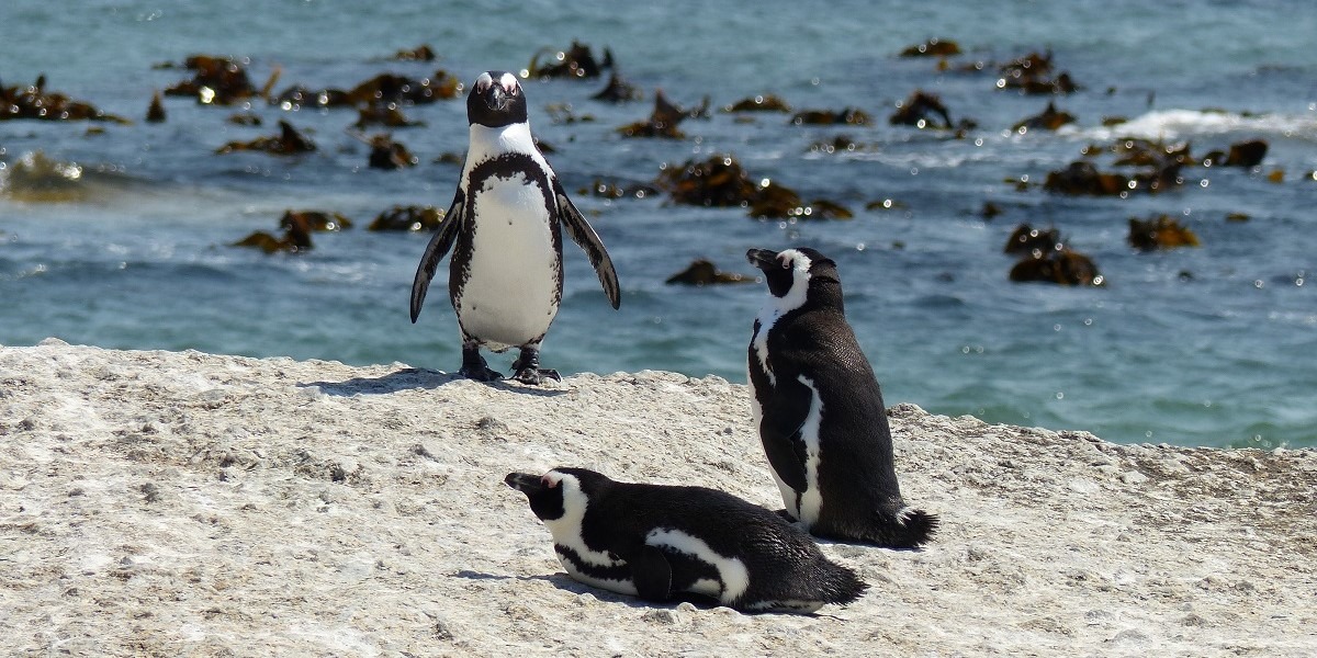 Freiwilligenarbeit - Pinguin-Projekt in Südafrika - wayers