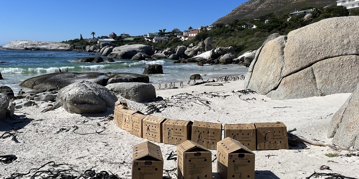 Freiwilligenarbeit Pinguinschutz Südafrika