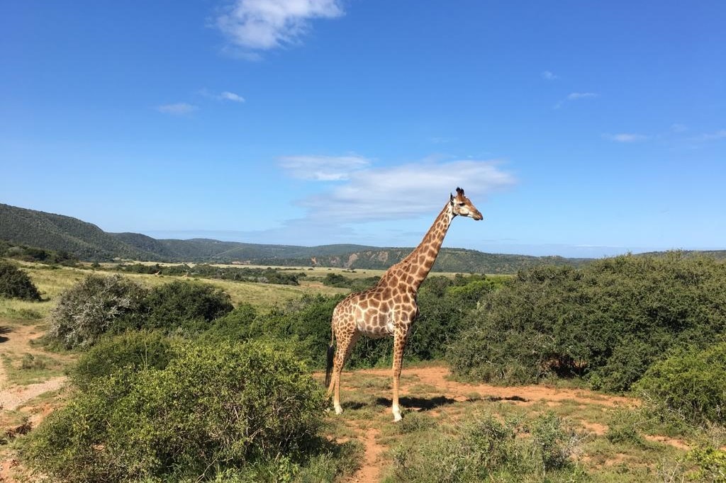 Freiwilligenarbeit Wildlife Südafrika