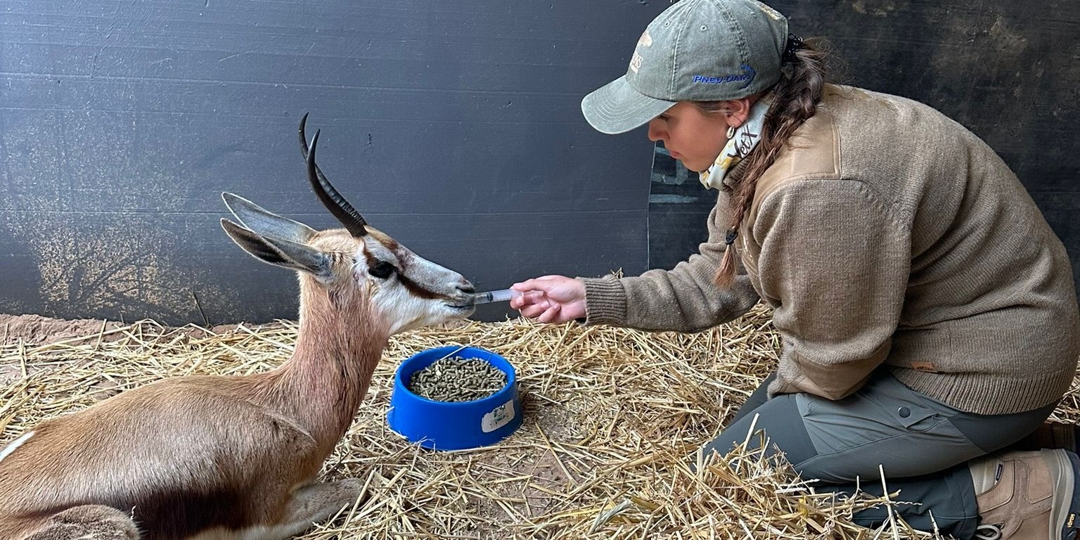 Fortbildung Wildtiermedizin