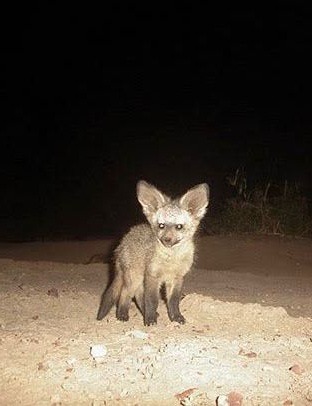 Vet Praktikum in Südafrika