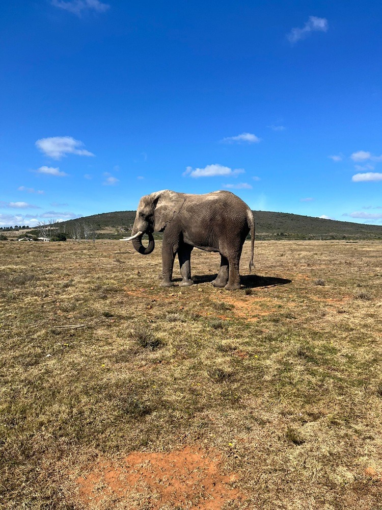 VET Praktikum in Südafrika