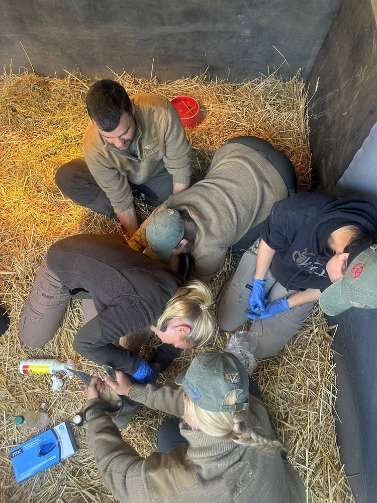 Vet Praktikum Südafrika