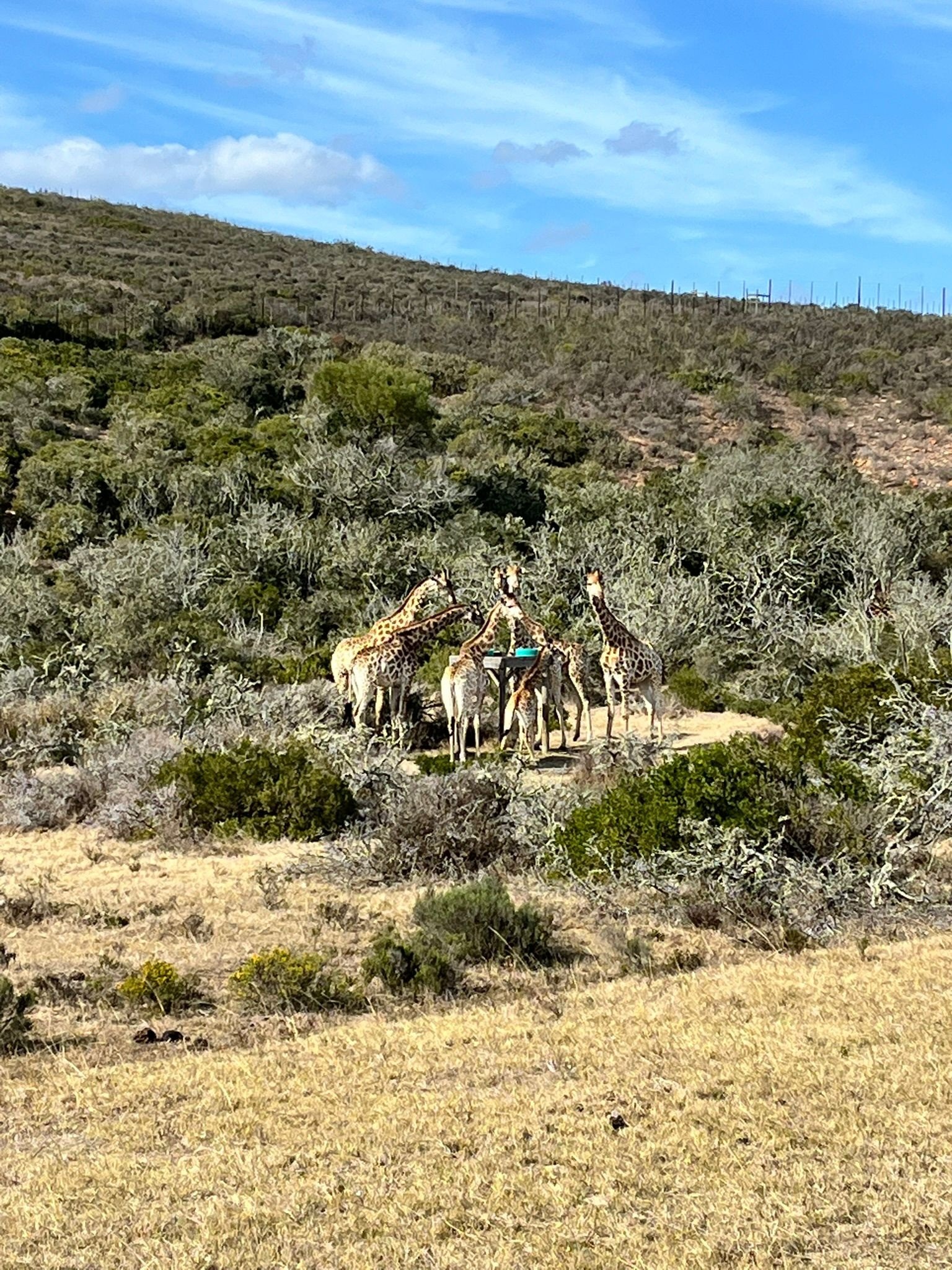 Vet Praktikum in Südafrika