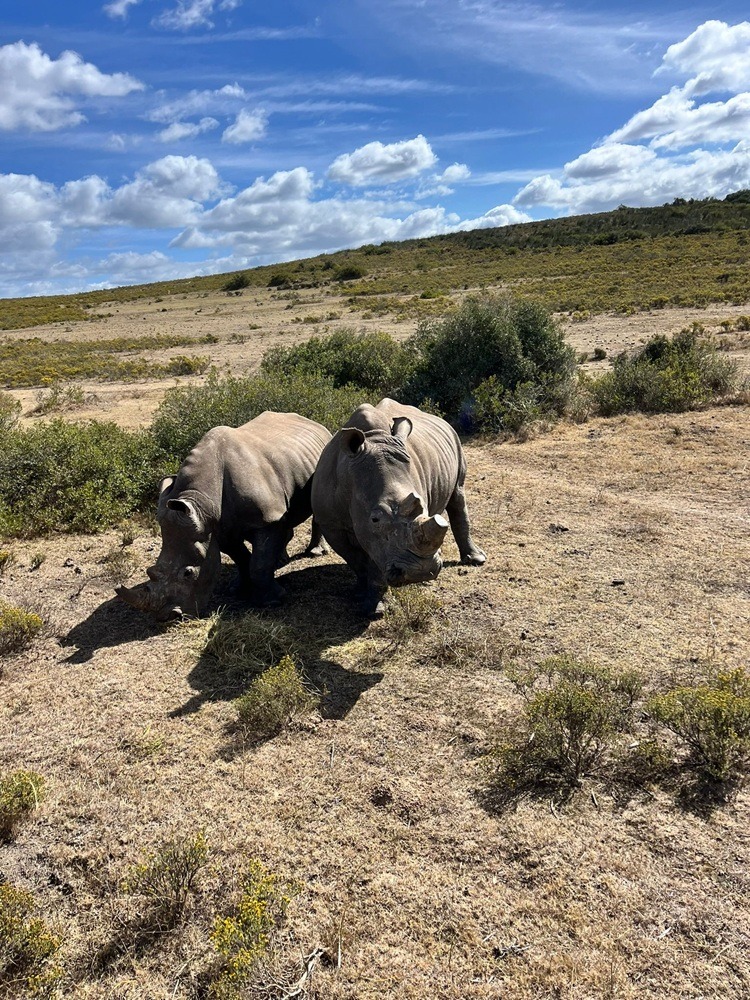 Vet Praktikum in Südafrika