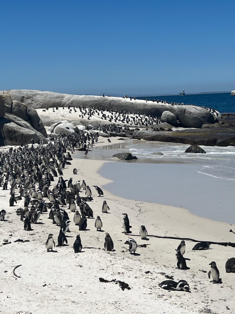 Freiwilligendienst Ergotherapie im Surfprojekt11