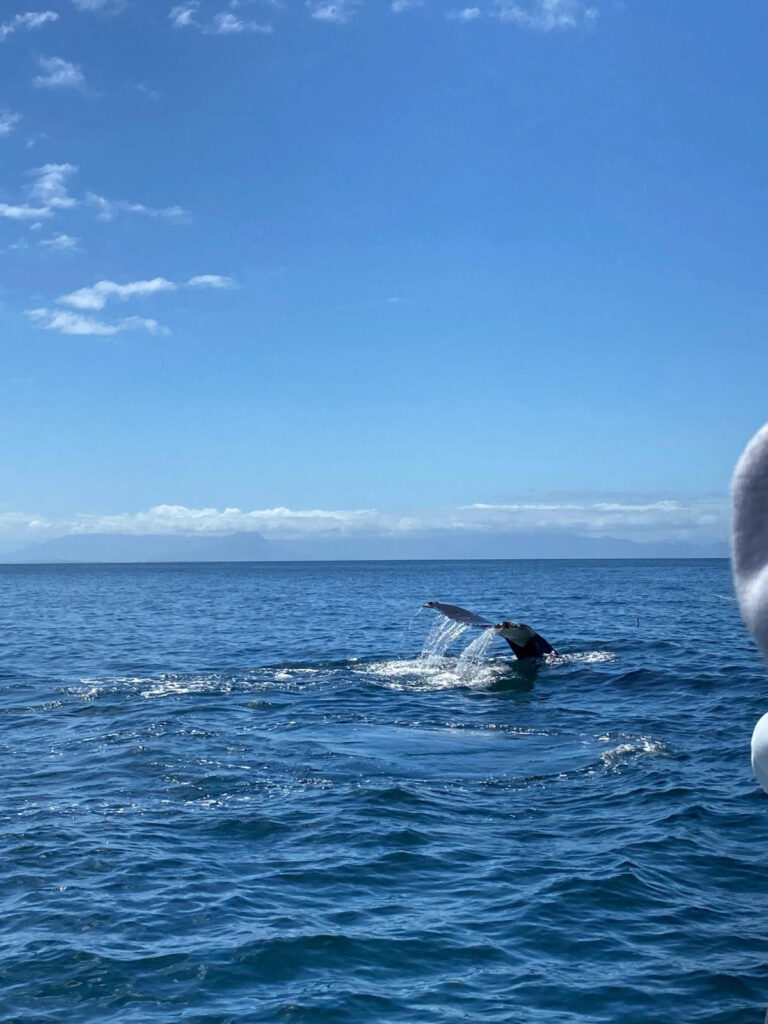 Freiwilligendienst Ergotherapie im Surfprojekt14