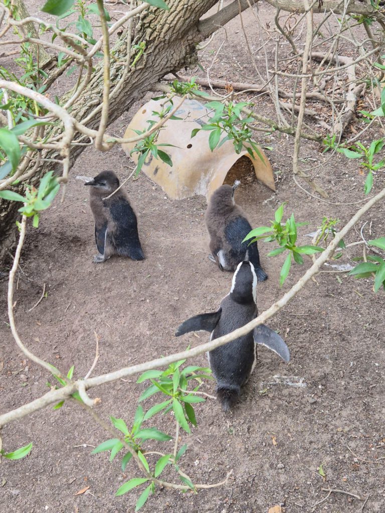 Praktikum HBUFC - Fußballverein in Südafrika10