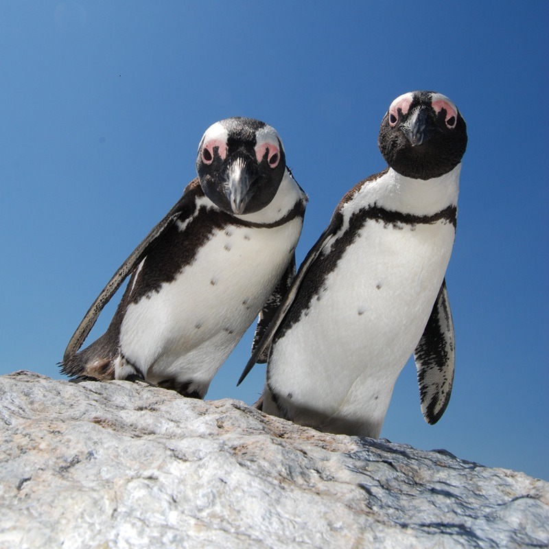 Schutzprojekt für Pinguine 800x800