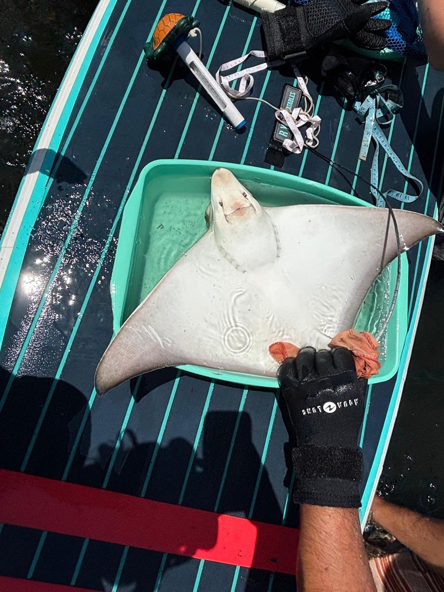 Praktikum Meeresschutz Suedafrika 1200x900 2