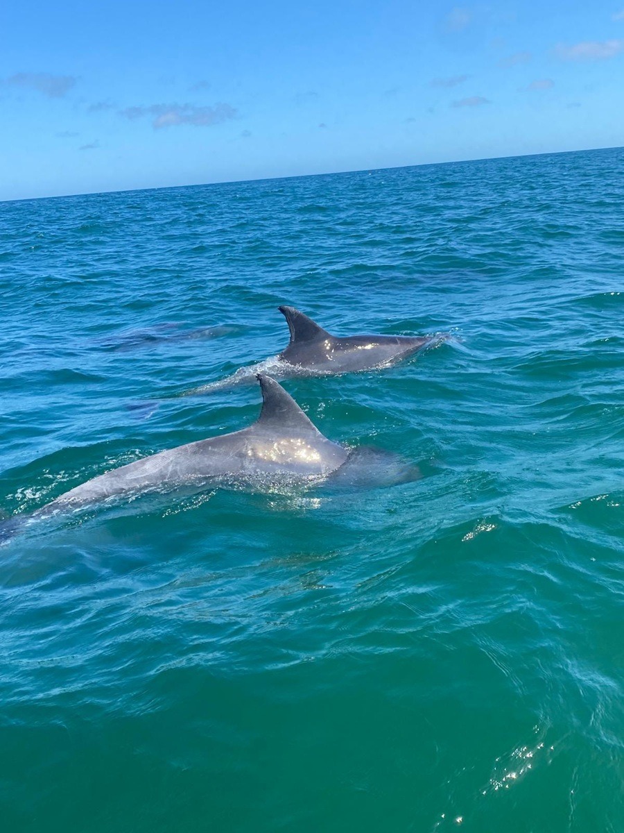 Praktikum Meeresschutz Suedafrika 1200x900 3