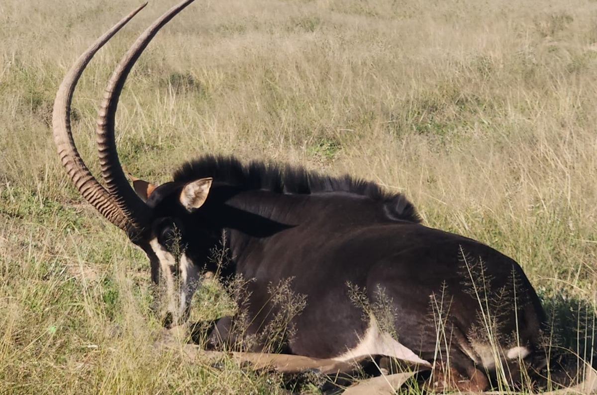 Tiermedizin Praktikum Südafrika 1200x600 5