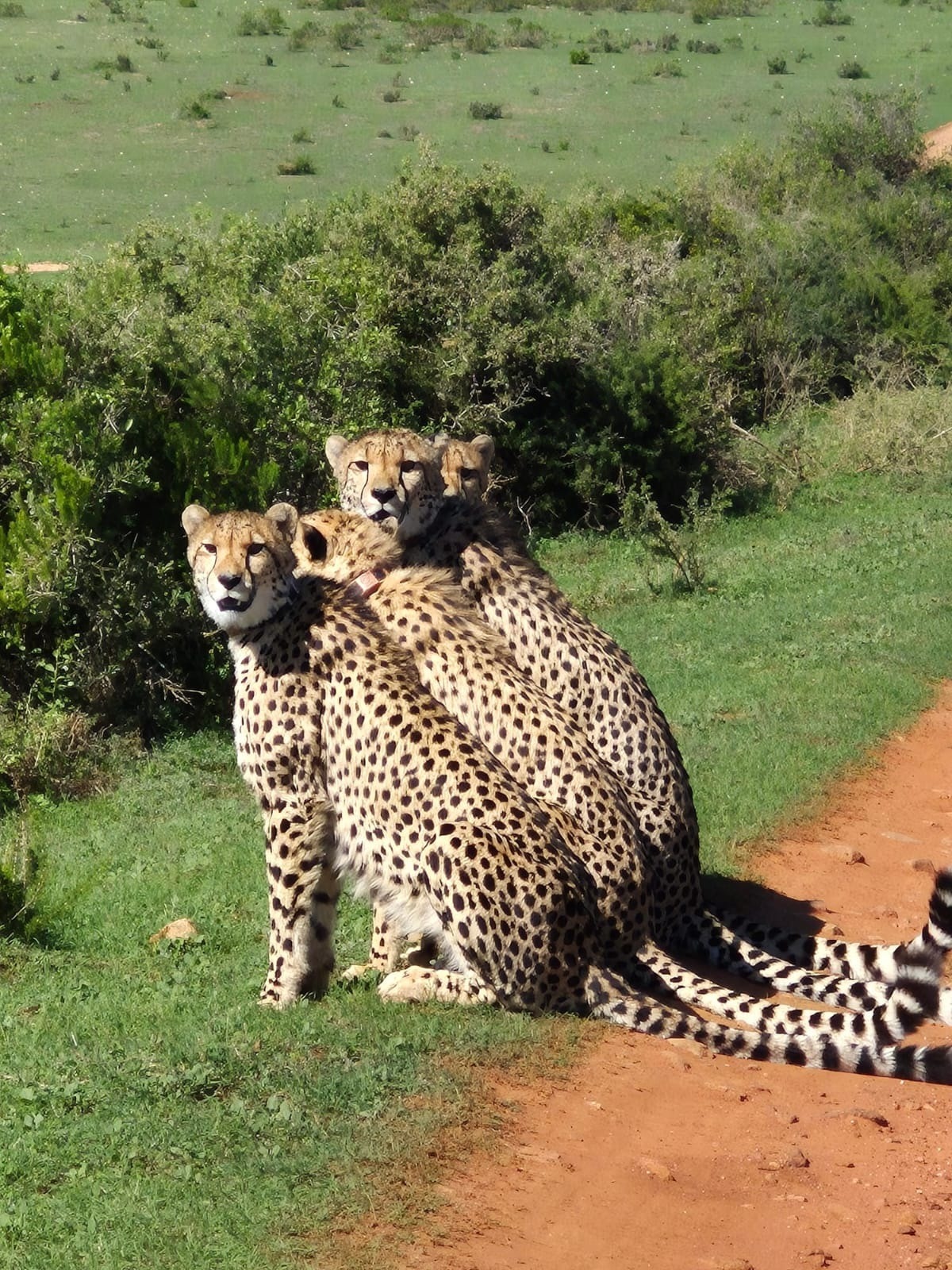 Tiermedizin Praktikum Südafrika 1200x600 6